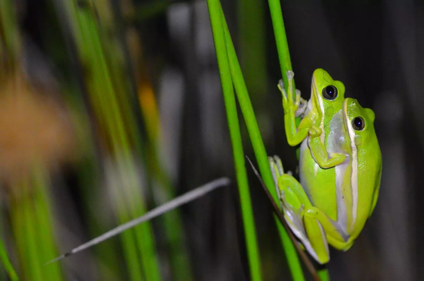 All that calling and listening pays off – a female tree frog locates a male