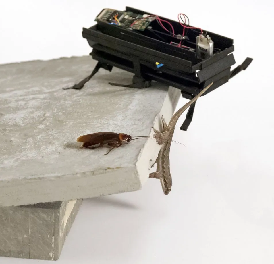 Scientists from the University of California, Berkeley have adapted a small six-legged robot to perform an evasive maneuver used by cockroaches and geckos