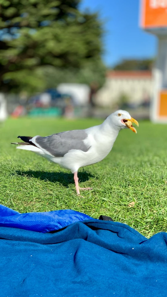 Seagulls have a hankering for fries the world over