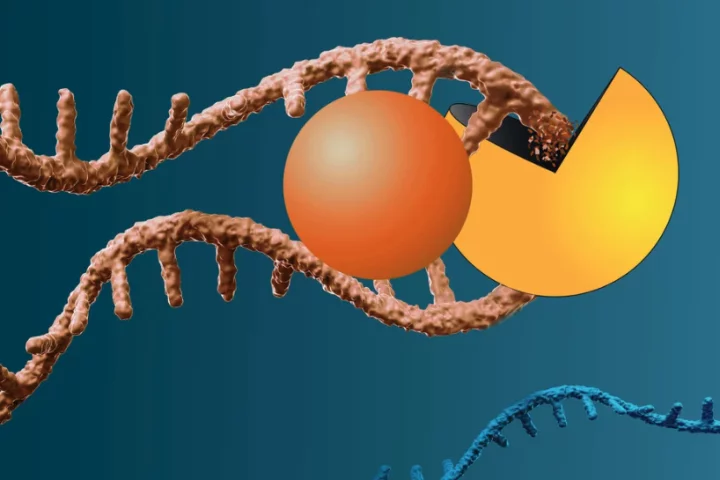 A new molecule has been found to successfully degrade the RNA of a common cancer-causing gene thought to be "undruggable"