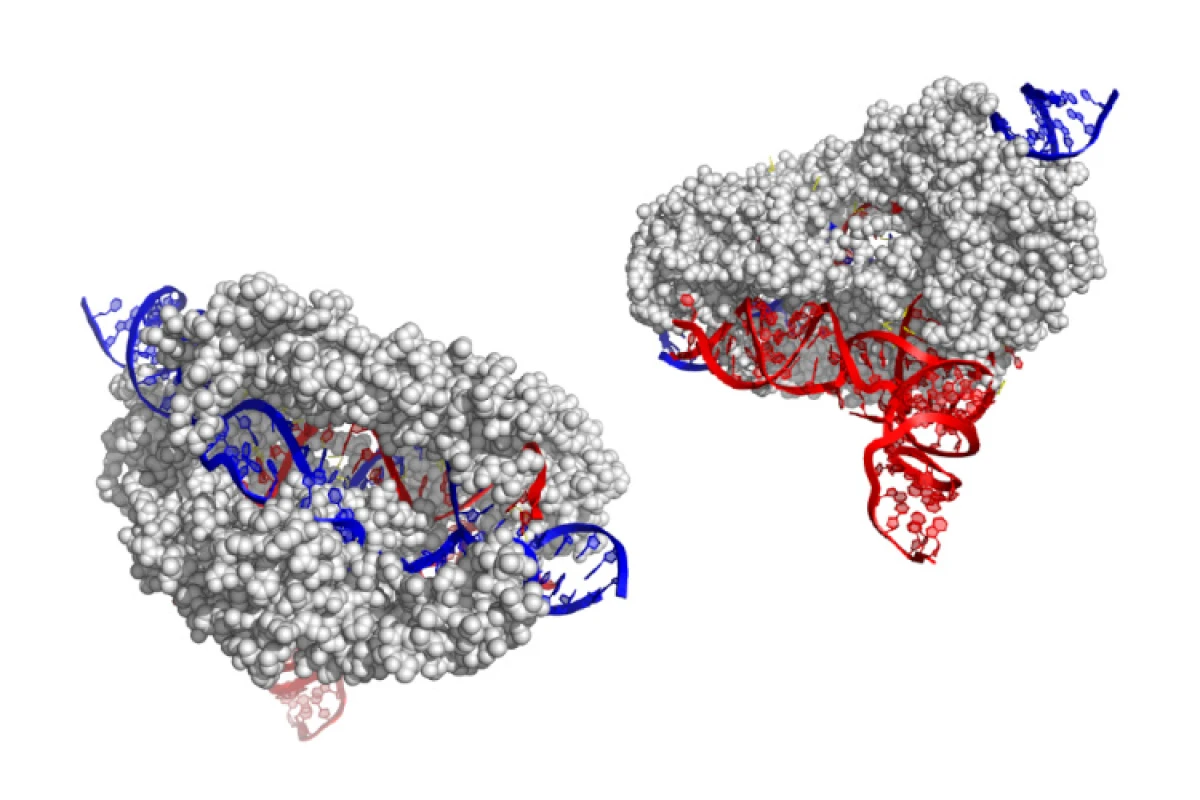 The structure of the CasX enzyme (grey), which uses RNA (red) to target and cut DNA (blue)