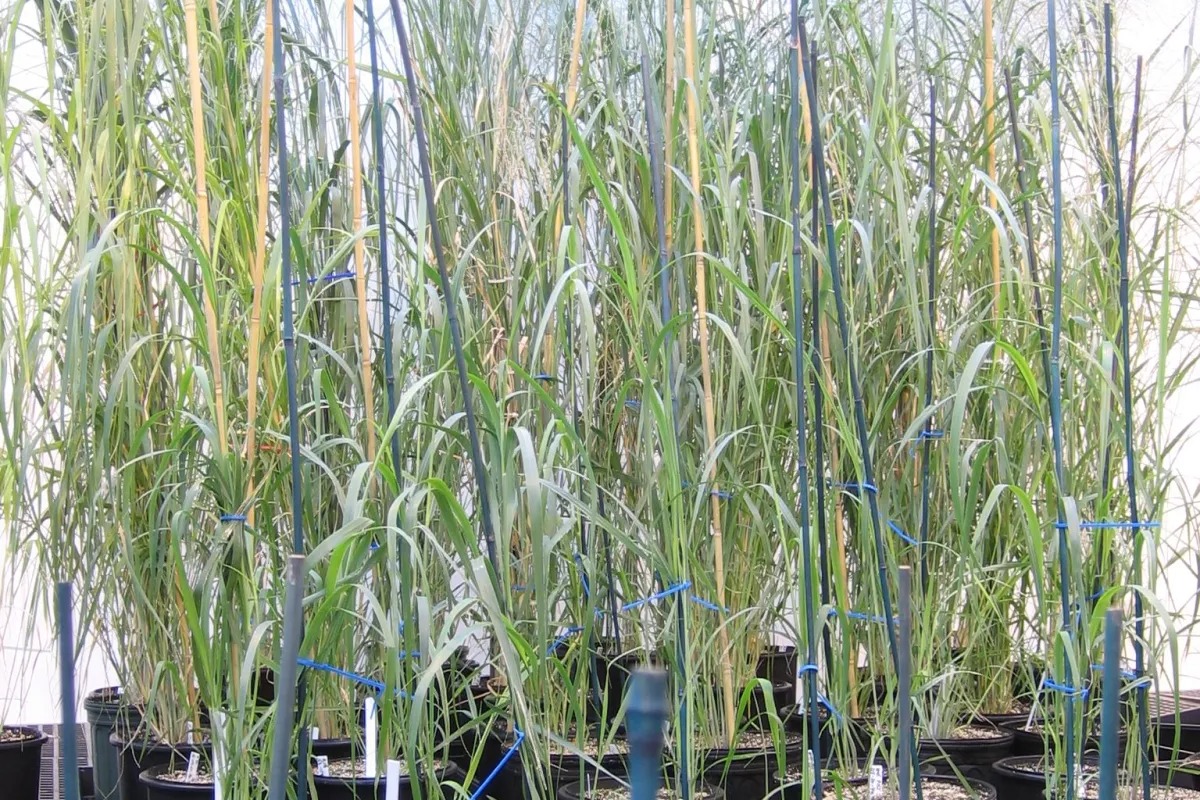 Metabolix is genetically engineering switchgrass to produce bioplastic and chemicals.