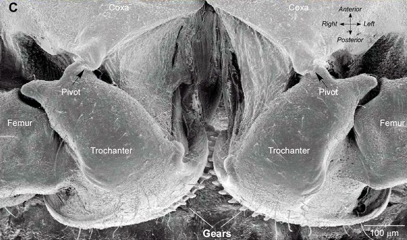 Photo showing the Issus gears in the context of the mechanical features within they function (Photo: University of Cambridge)