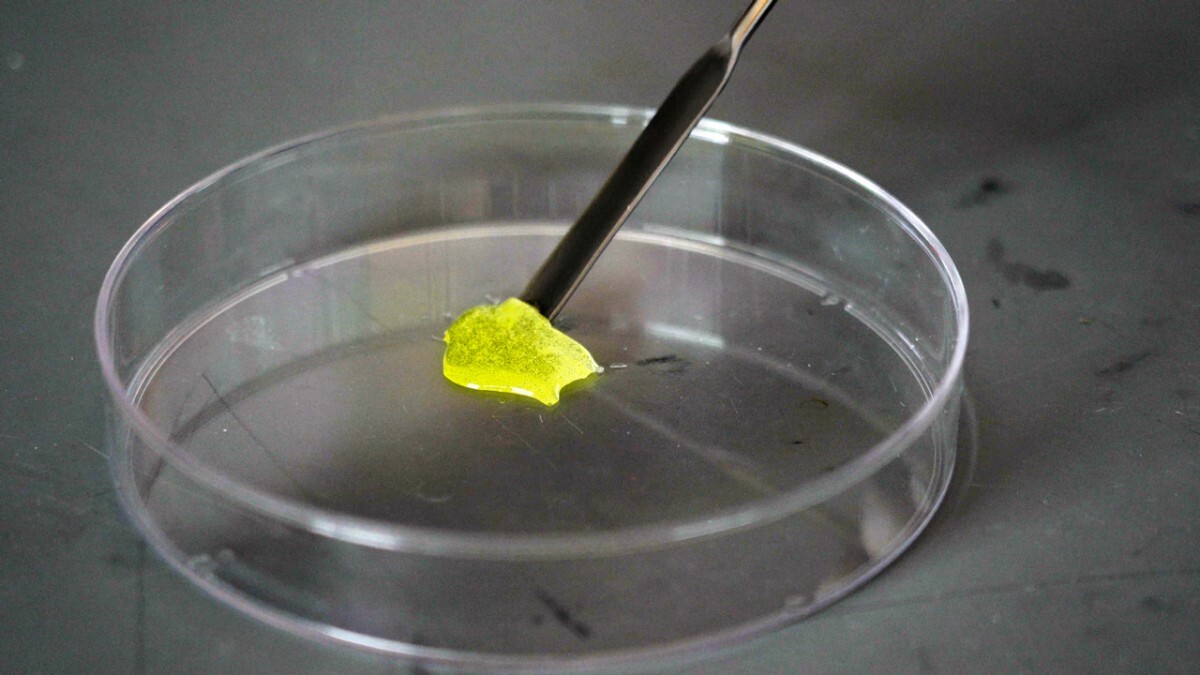 A piece of the collagen/riboflavin gel, after being solidified by exposure to light