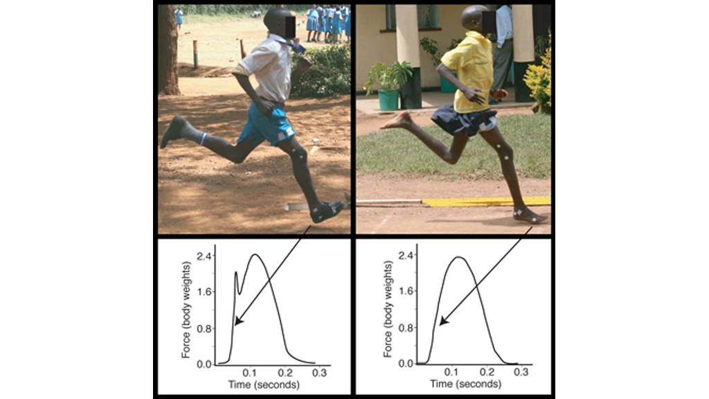 The representative force traces showing how the two styles of running (shod: left and barefoot: right) differ in the force generated when the foot collides with the ground (Image: Daniel E. Lieberman/Harvard University)