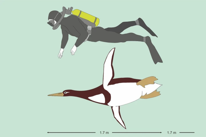The ancient giant Kumimanu biceae would have been the size of a human diver
