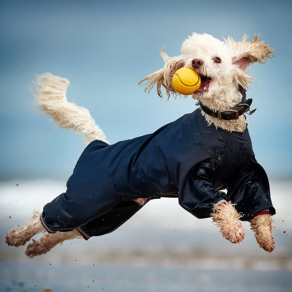 Overall winner of the Photobox Instagram Photography Award 2018 @darrenwilliamhall with this shot of his miniature poodle, Ted.