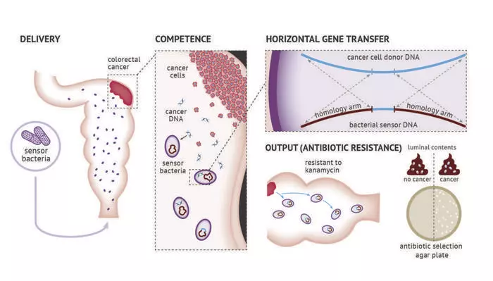 A diagram illustrating how the engineered bacteria can act as a sensor for colorectal cancers
