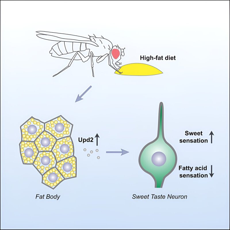 Sugar and Fat Dynamics can Quietly Sabotage your Diet ?url=http%3A%2F%2Fnewatlas Brightspot.s3.amazonaws.com%2F2d%2F19%2F604d55d74eefbdf0fa79c4061d63%2Fsugar Boosts Cravings