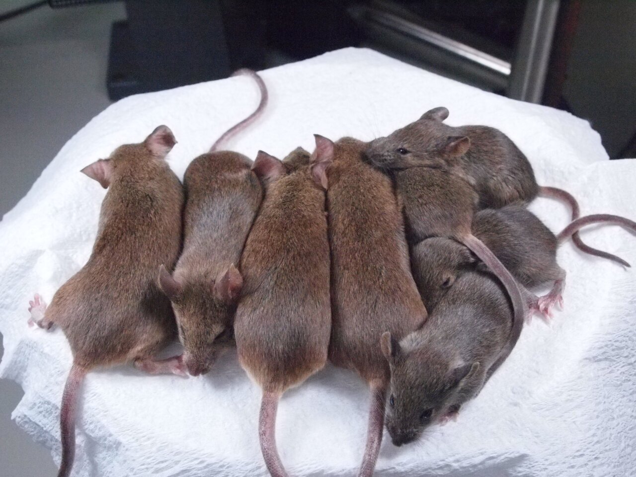Starting with one mouse, scientists create 581 successive clones
