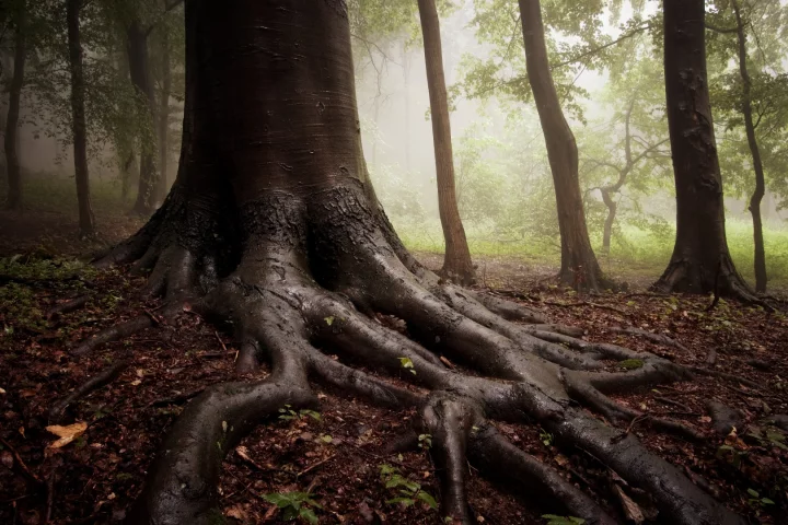 The factors driving plant roots towards water seem to have deeper, um roots, than once thought