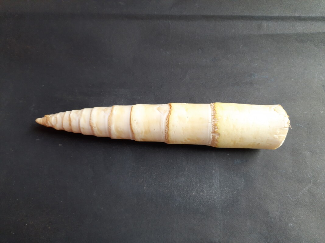 World’s fastest-growing plant is also a surprising superfood