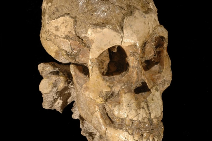The skull of Selam, a 2 1/2-year-old toddler found in Dikika, Ethiopia