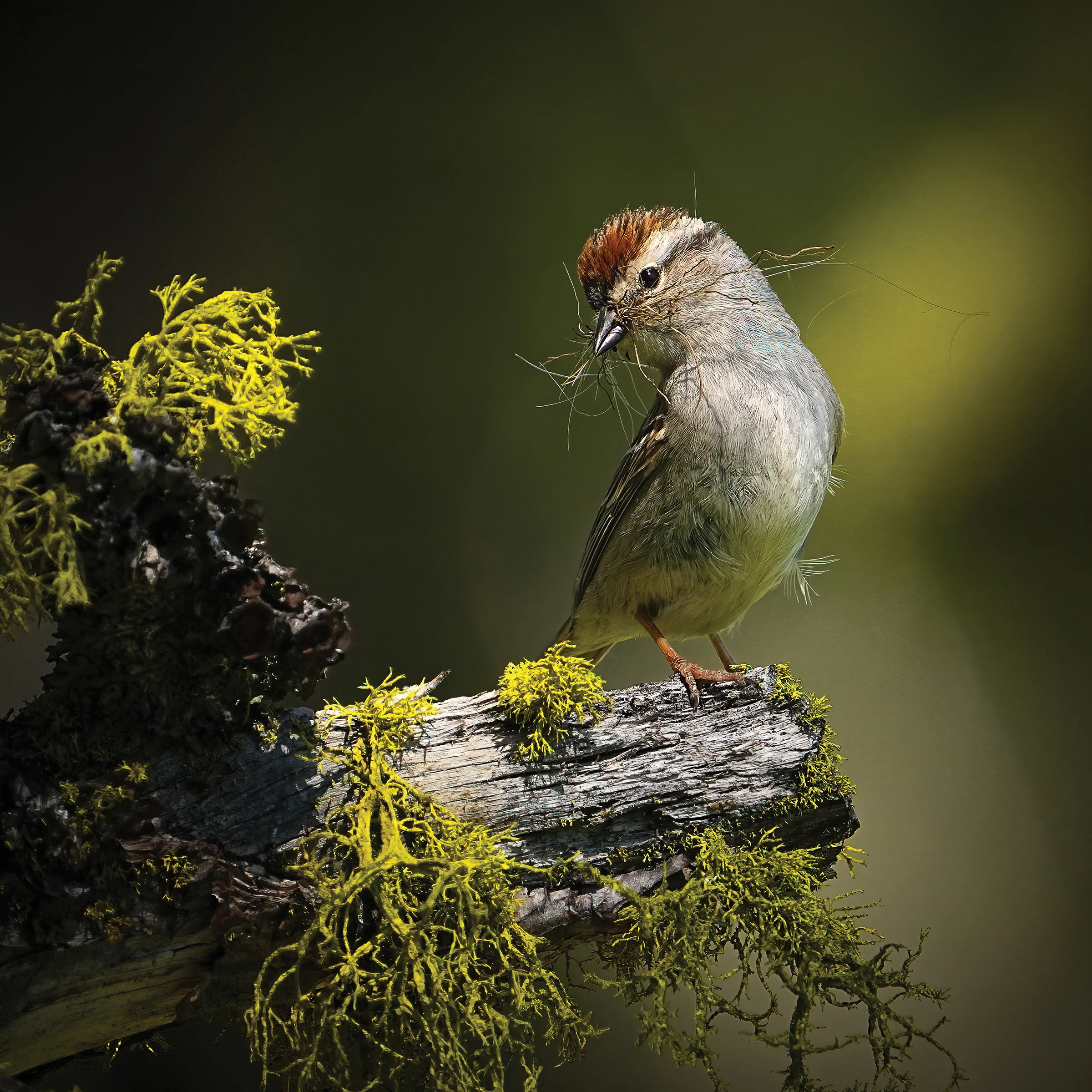 2025 Female Bird Winner, United States and Canada: Chipping sparrow (Spizella passerina) by Sean Pursley (Idaho, US)