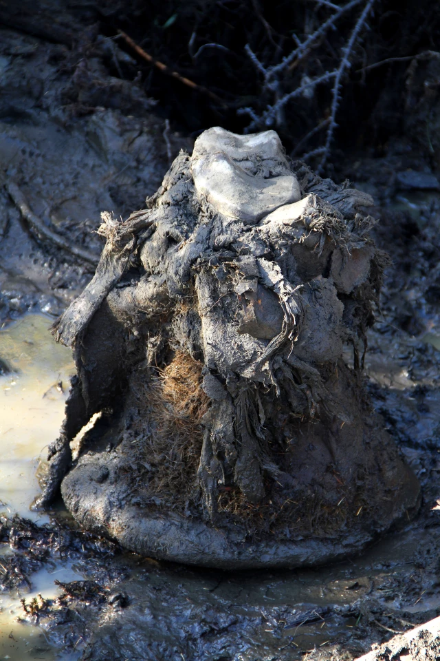 Part of the foot of the freeze-dried mammoth
