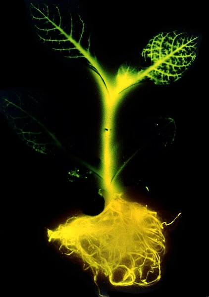 The iconic glowing tobacco plant, created in 1986 (Photo: Science Magazine)