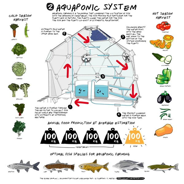 Aquaponics is a marriage of aquaculture (farming aquatic animals, like fish or prawns) and hydroponics (growing plants in water)