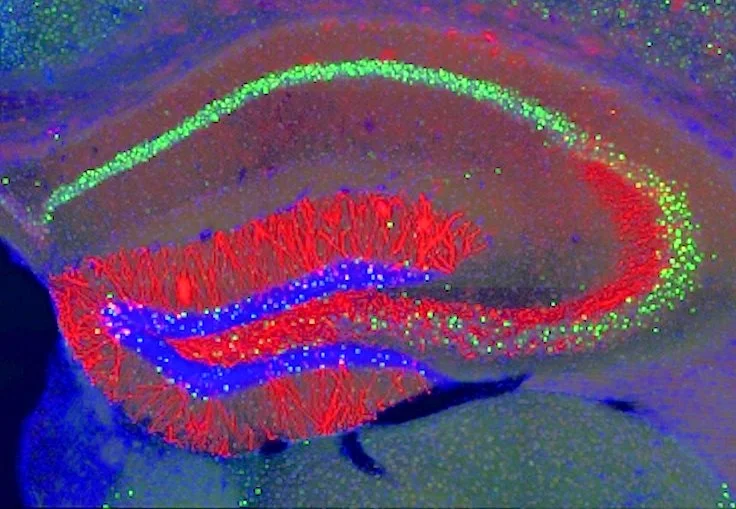 MIT neuroscientists identified the cells (highlighted in red) where memory traces are stored in the mouse hippocampus (Photo: Steve Ramirez and Xu Liu / MIT)