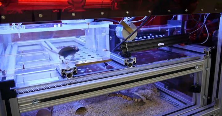 A mouse enters Autonomouse's "training room," at top