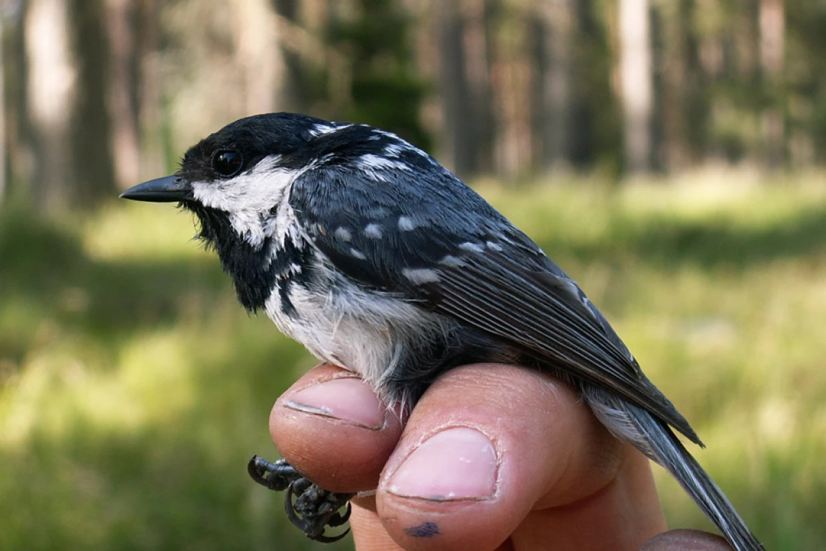One of the coal tits that was part of the study