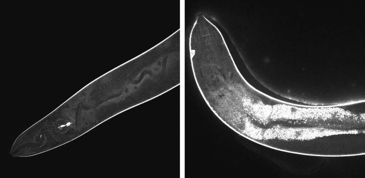 C. elegans worms, before and after exposure to the nanodrills (white areas indicate damage)