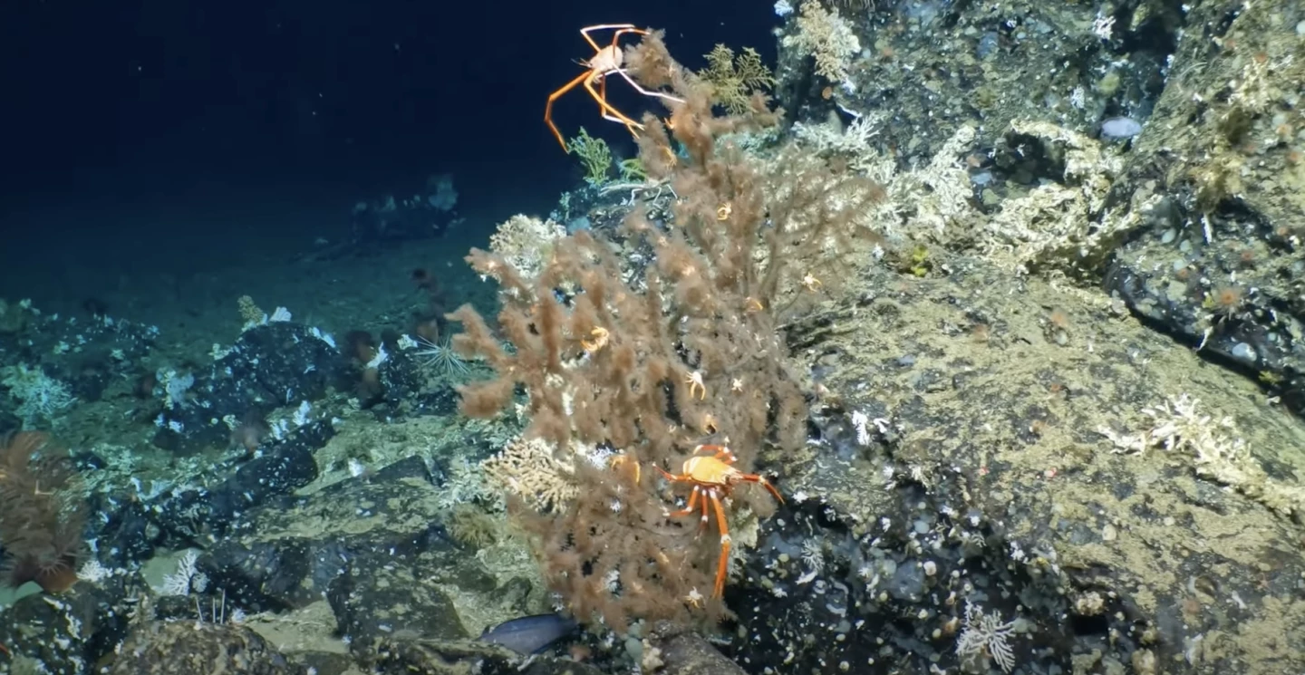 Alvin captures footage of squat lobsters among the coral