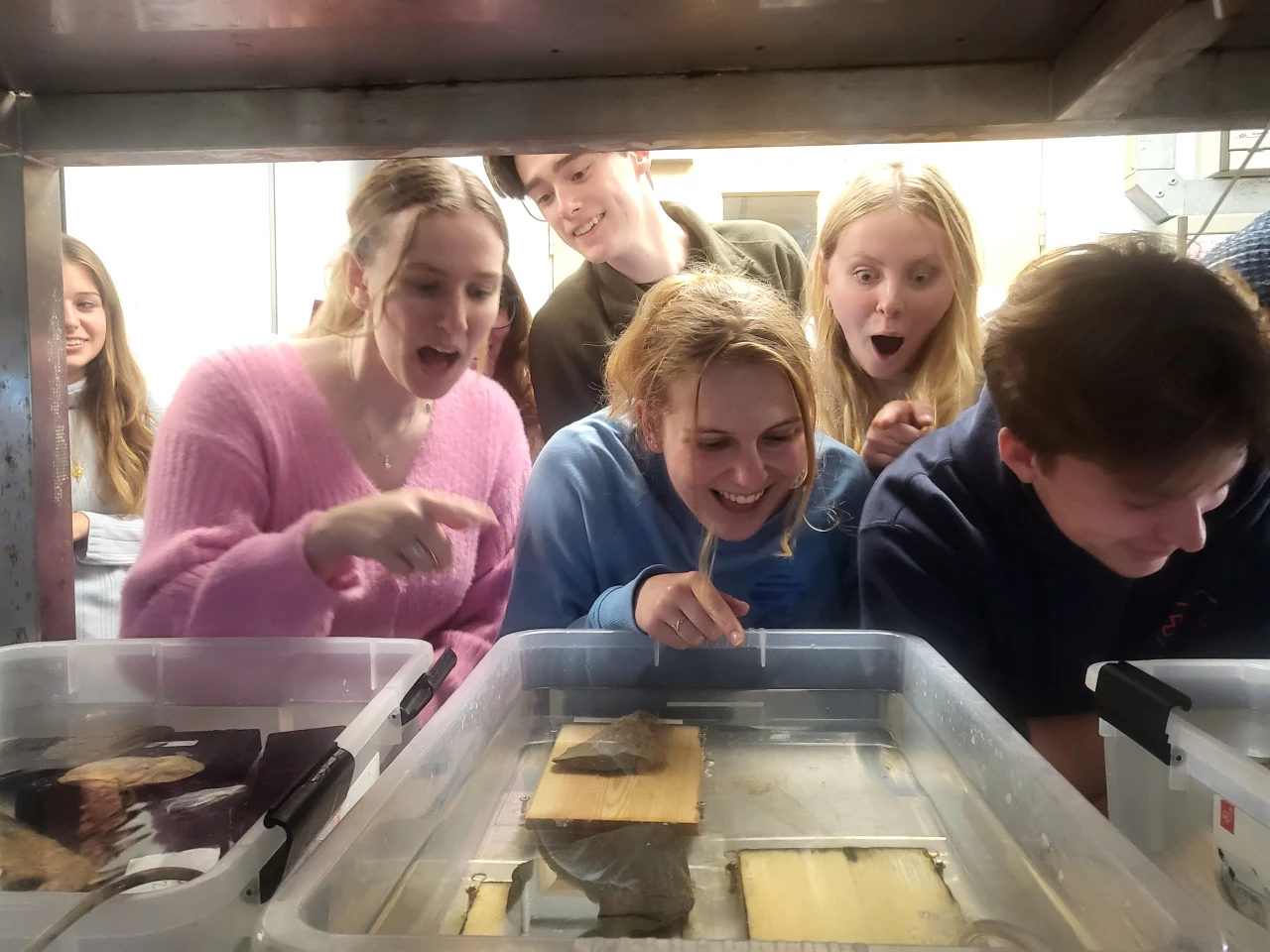A group of students check out the shipworm tanks