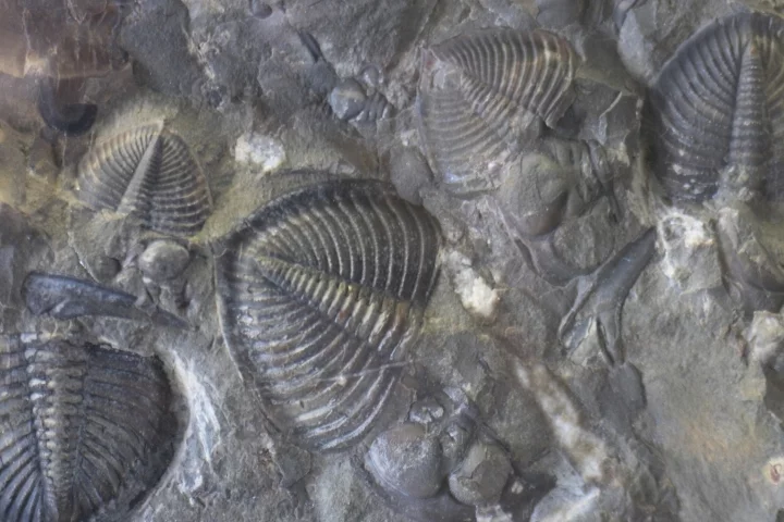 A new study adds support to the theory that spikes in oxygen levels helped make conditions favorable for bursts of early animal evolution