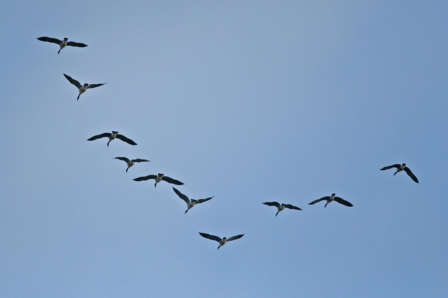 Migrating geese use vortex surfing (Image: John Benson)