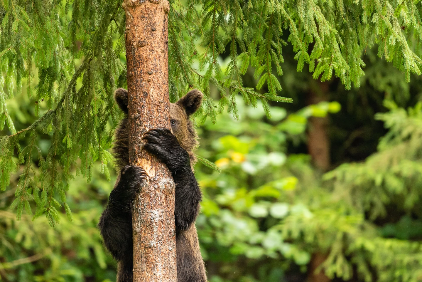 "Peek-a-boo" (Brown Bear, Hargita Mountains, Romania)