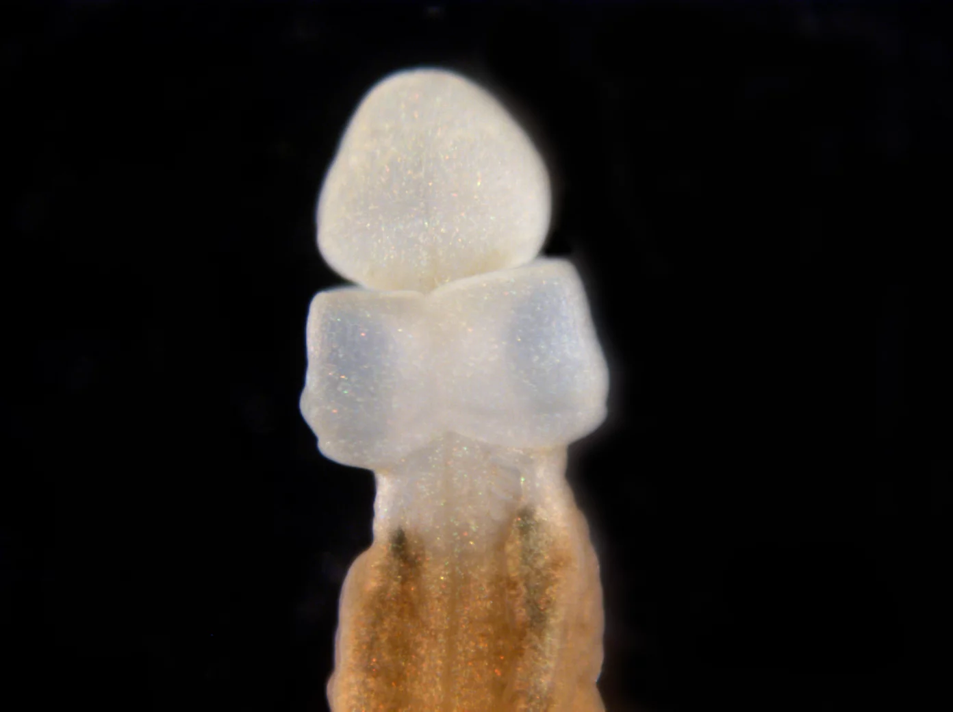 This acorn worm has grown a new head, internal organs and neural tube within fifteen days after being cut in half. Scientists believe humans have nearly all the genes needed to regenerate in a similar way, if the process is unlocked