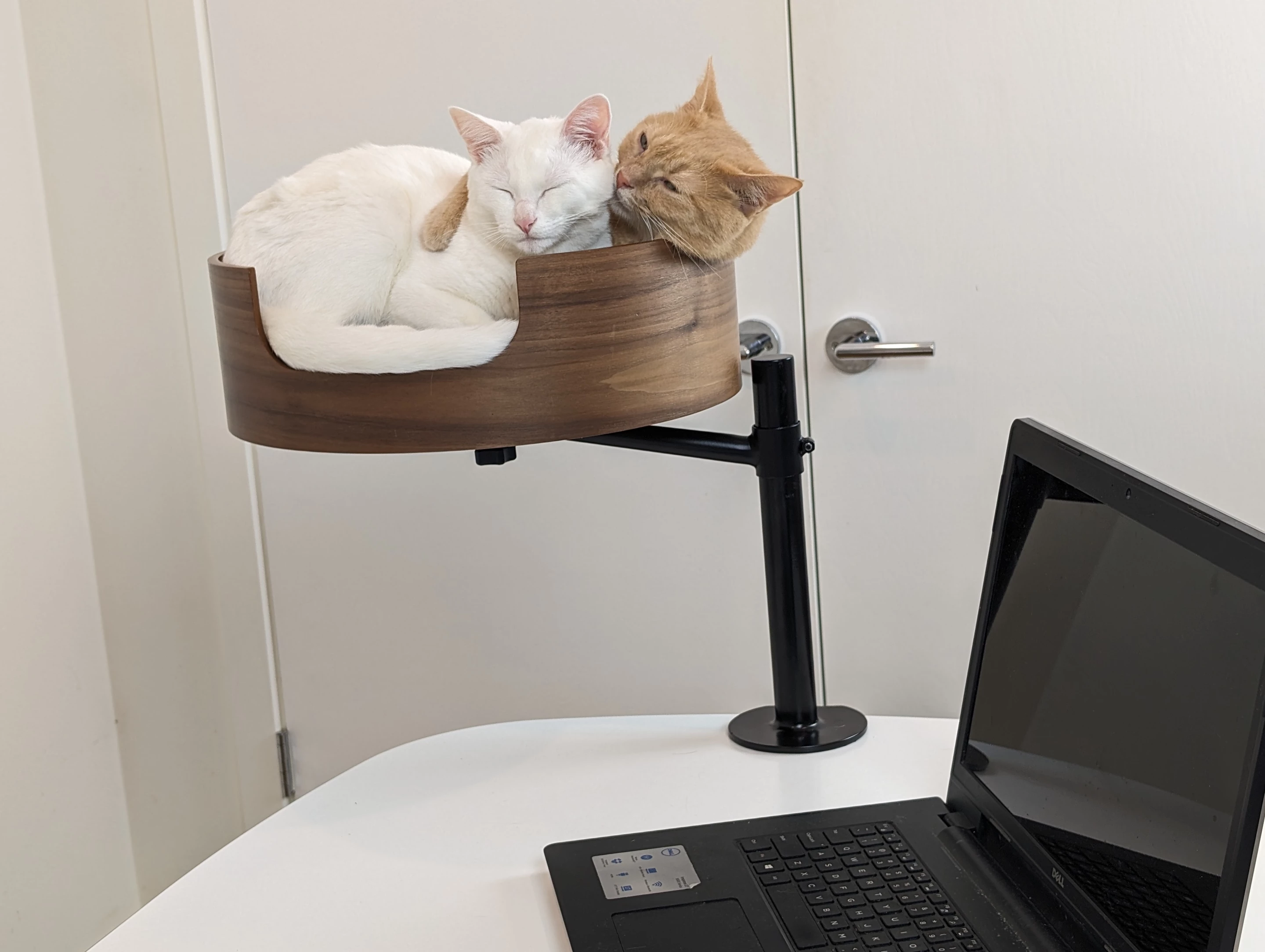 Depending on the size and weight of your cats, the bed can can accommodate multiple kitties
