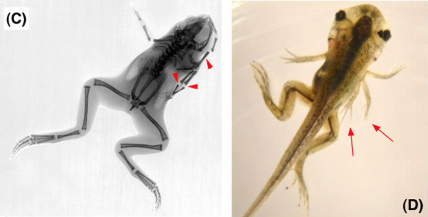 Bioelectric hacking: frogs generate additional, well-formed limbs with normal bone structure