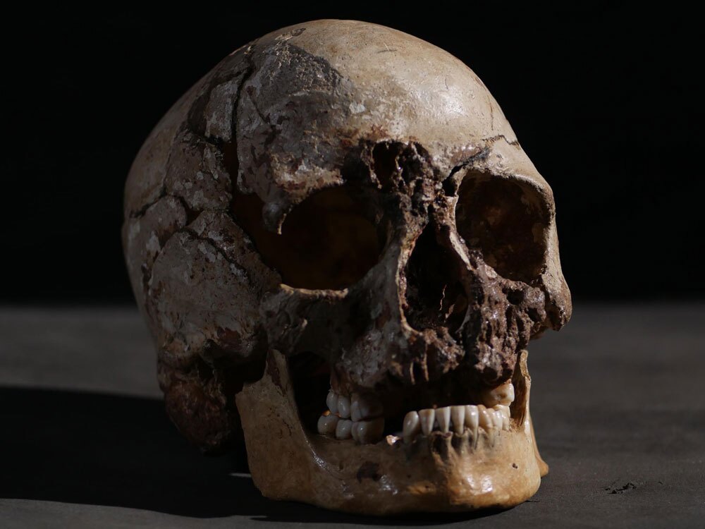 The skull of Cheddar Man, the oldest near-complete skeleton in Britain