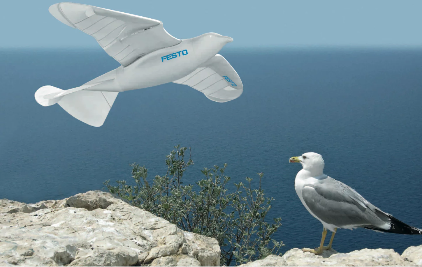 Festo's SmartBird robotic seagull and its herring gull inspiration
