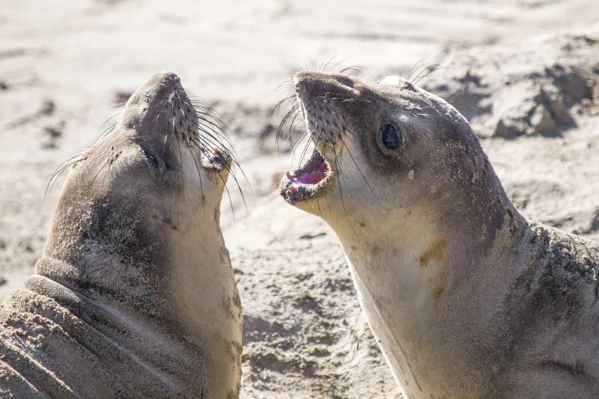 The northern elephant seal has more nerve fibers per whisker than any other mammal