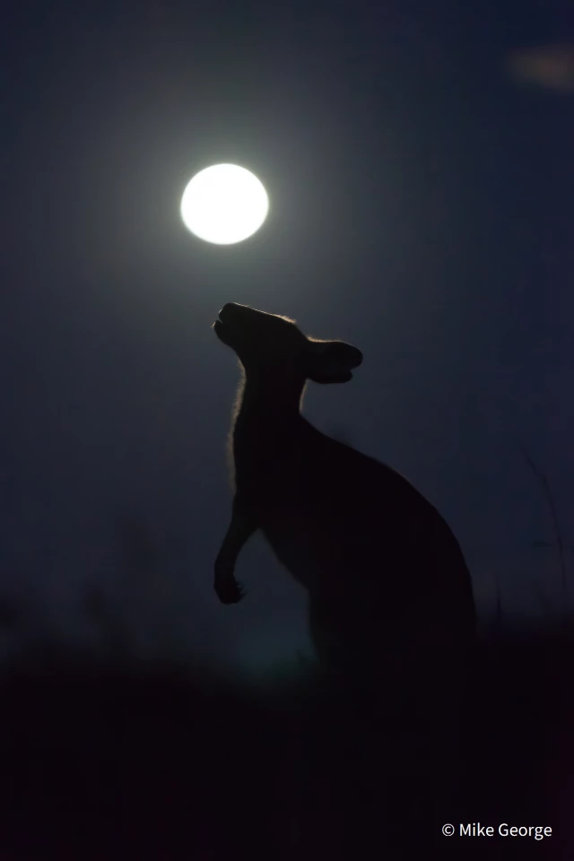 Runner up - Animal Portrait. Howling at the Moon. Eastern grey kangaroo (Macropus giganteus), Woolgoolga NSW. Canon EOS 5D Mk II, Canon EF 70–200mm f2.8L IS USM, 1/60, f/2.8, ISO 4000, handheld, manual exposure and manual focus