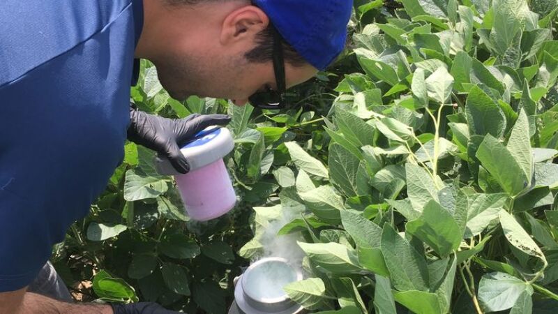 O Dr. Dimitar Epihov inspecciona os grãos de soja numa das parcelas de ensaio
Ilsa Kantola, UIUC