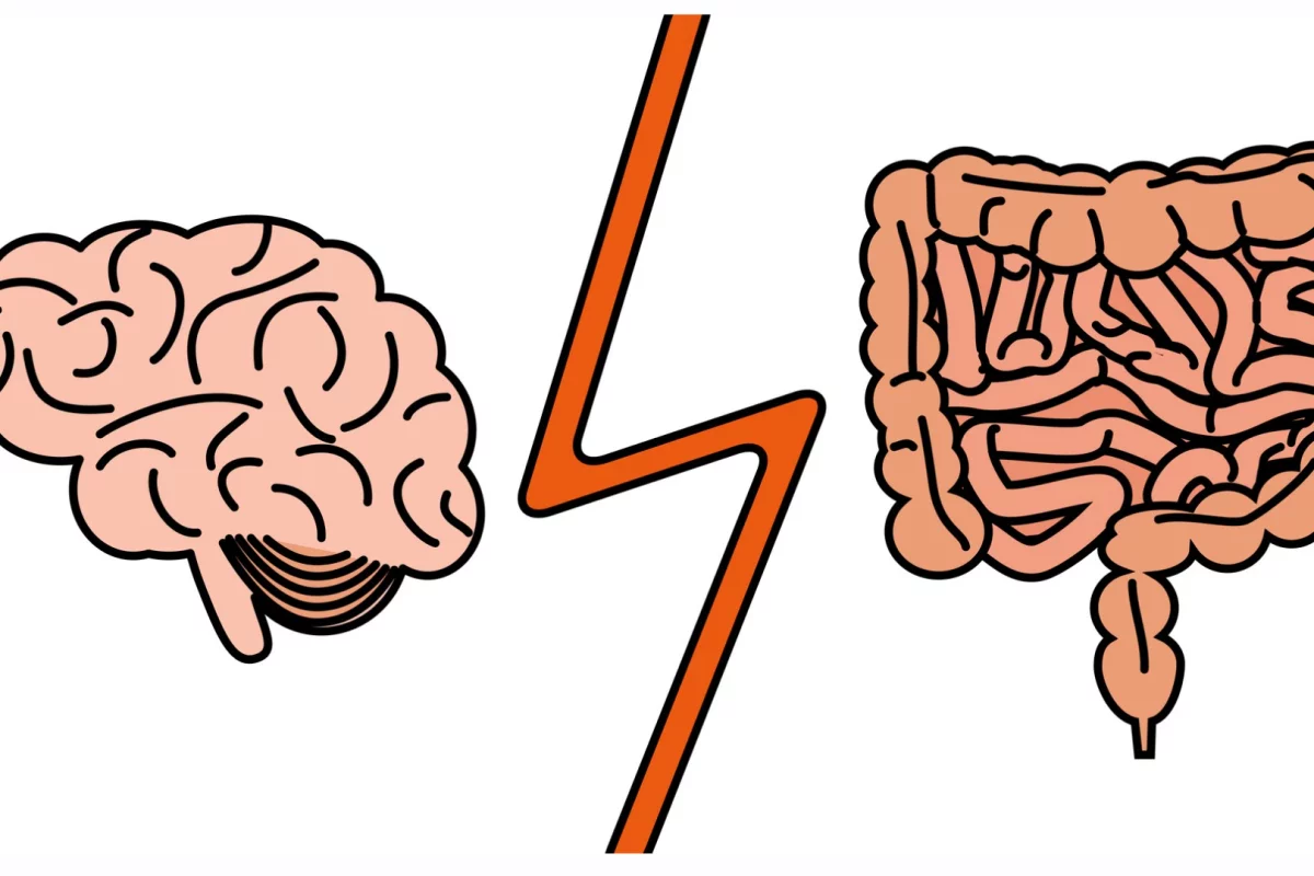 Our "gut instinct" may be more literal than we thought, with memories of where the best food is found potentially mediated by signals from our gut to the hippocampus