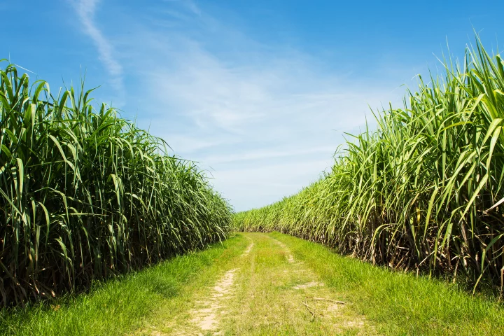 Sugarcane could soon be an even more valuable source of biofuel