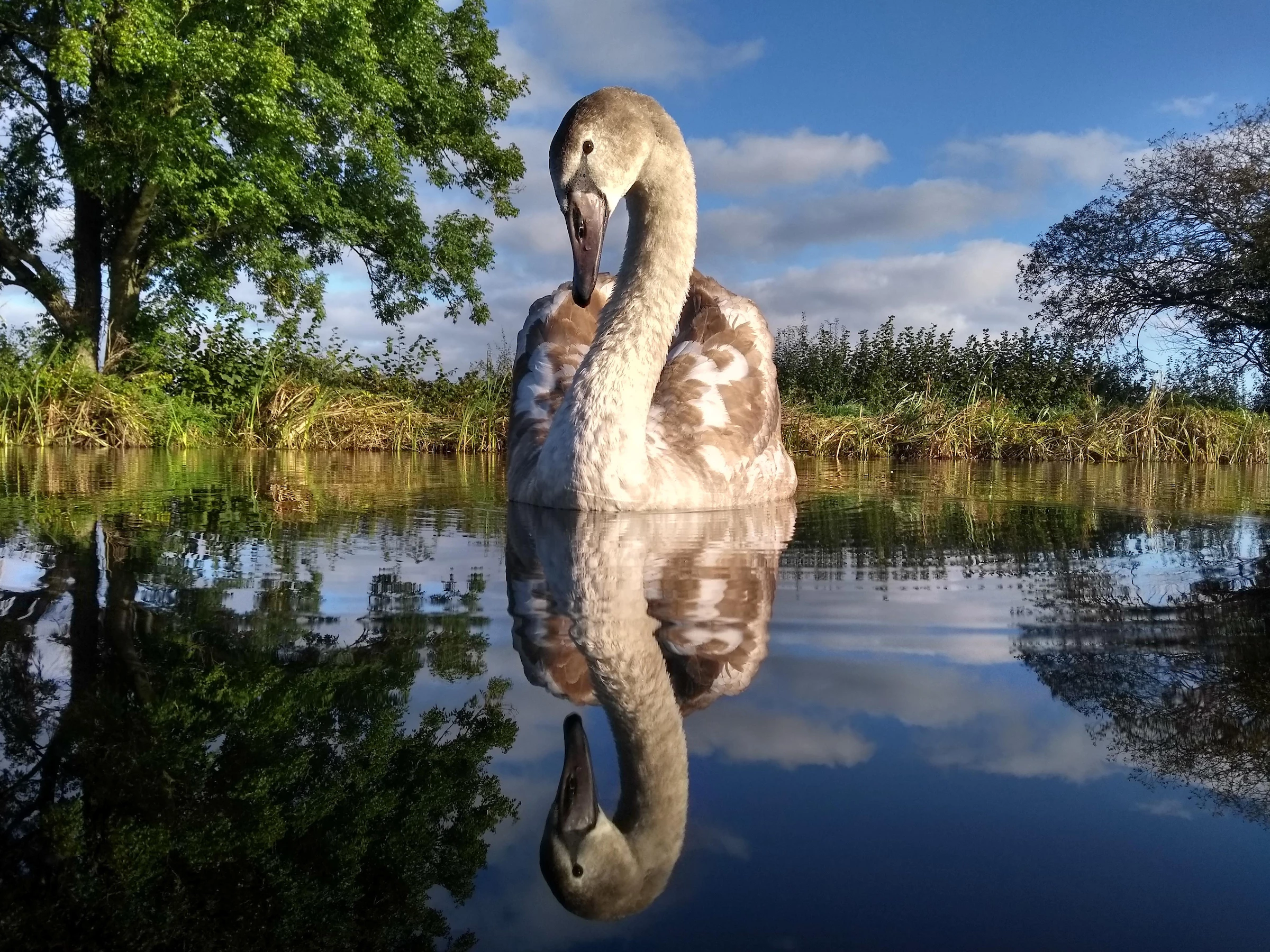 Young Bird Photographer of the Year Winner, Age 14 to 17. Seeing Double. Mute Swan (Cygnus olor). Devon, United Kingdom
