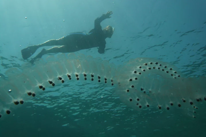 A chain of sea salps beneath the ocean's surface