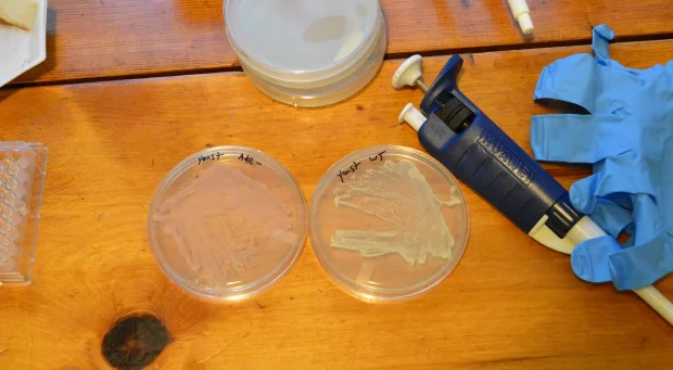 Do-it-yourself CRISPR genome editing kit for yeast