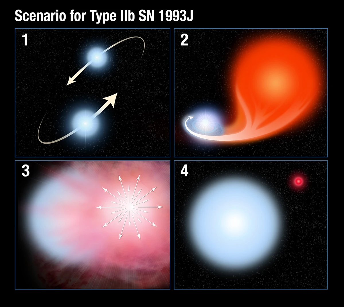 Scenario for Type llb SN 1993J (Image: NASA/STScI)