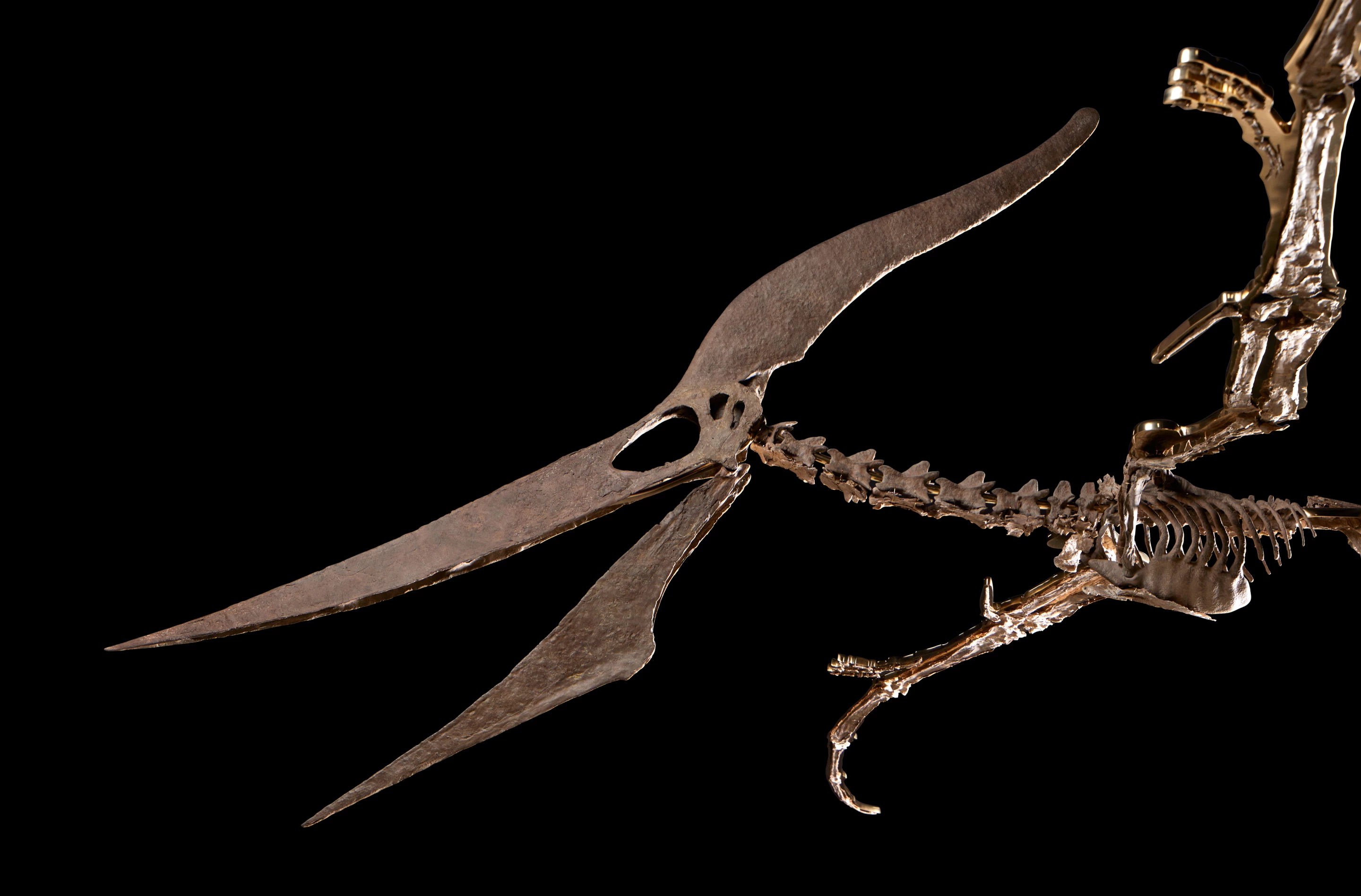 If the Pteranodon longiceps fossilised skeleton sells within its anticipated price range of USD $6.0 to 8.0 million, it will become one of the most valuable fossils of all-time. Only a Tyrannosaurus Rex, Velociraptor, Triceratops and a Gorgosaurus have ever sold for more than $6.0 million.