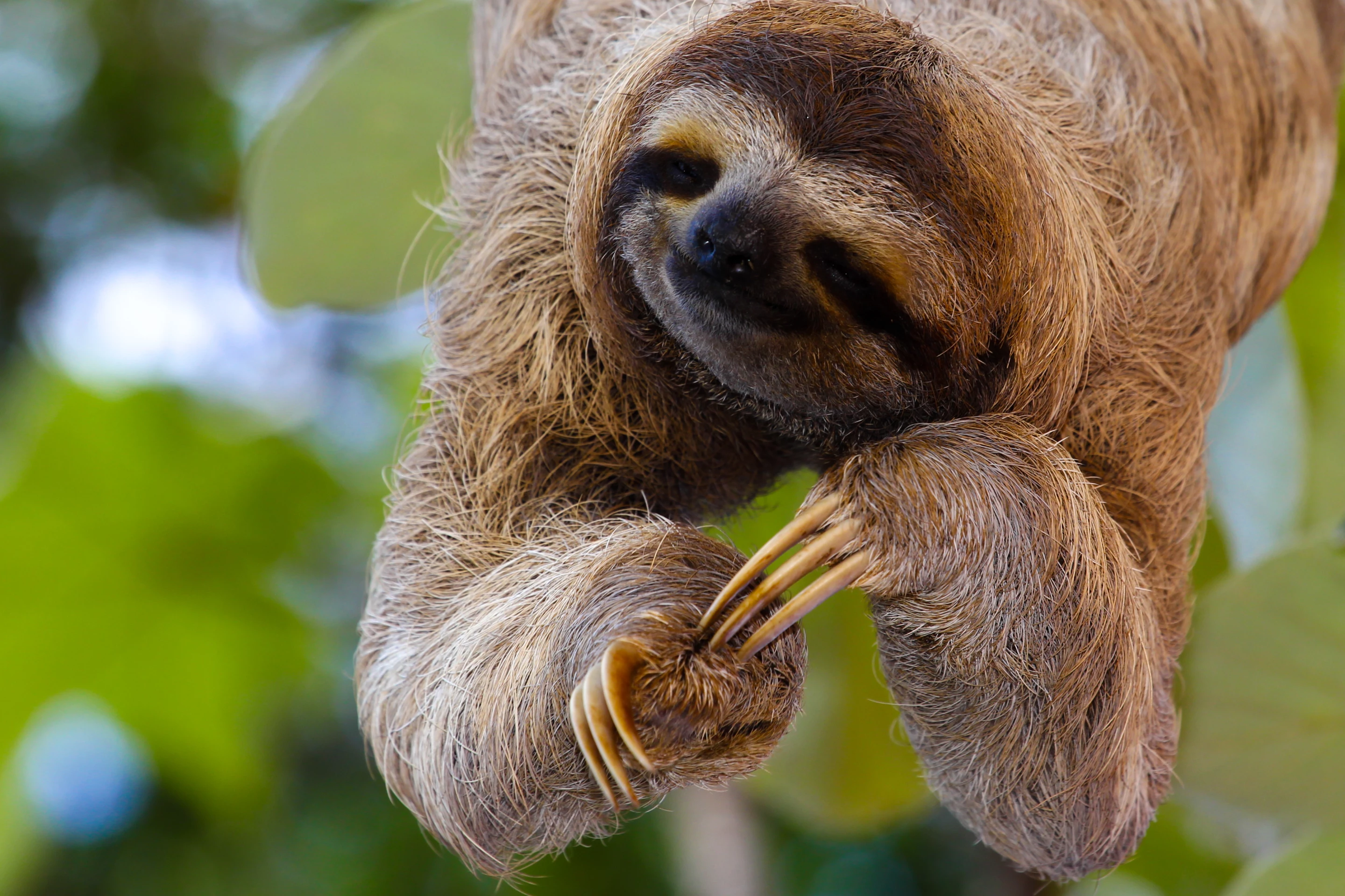 Not just a pretty face: sloths could be superbug secret weapons