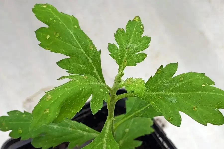 A chrysanthemum plant, after being sprayed as part of the study