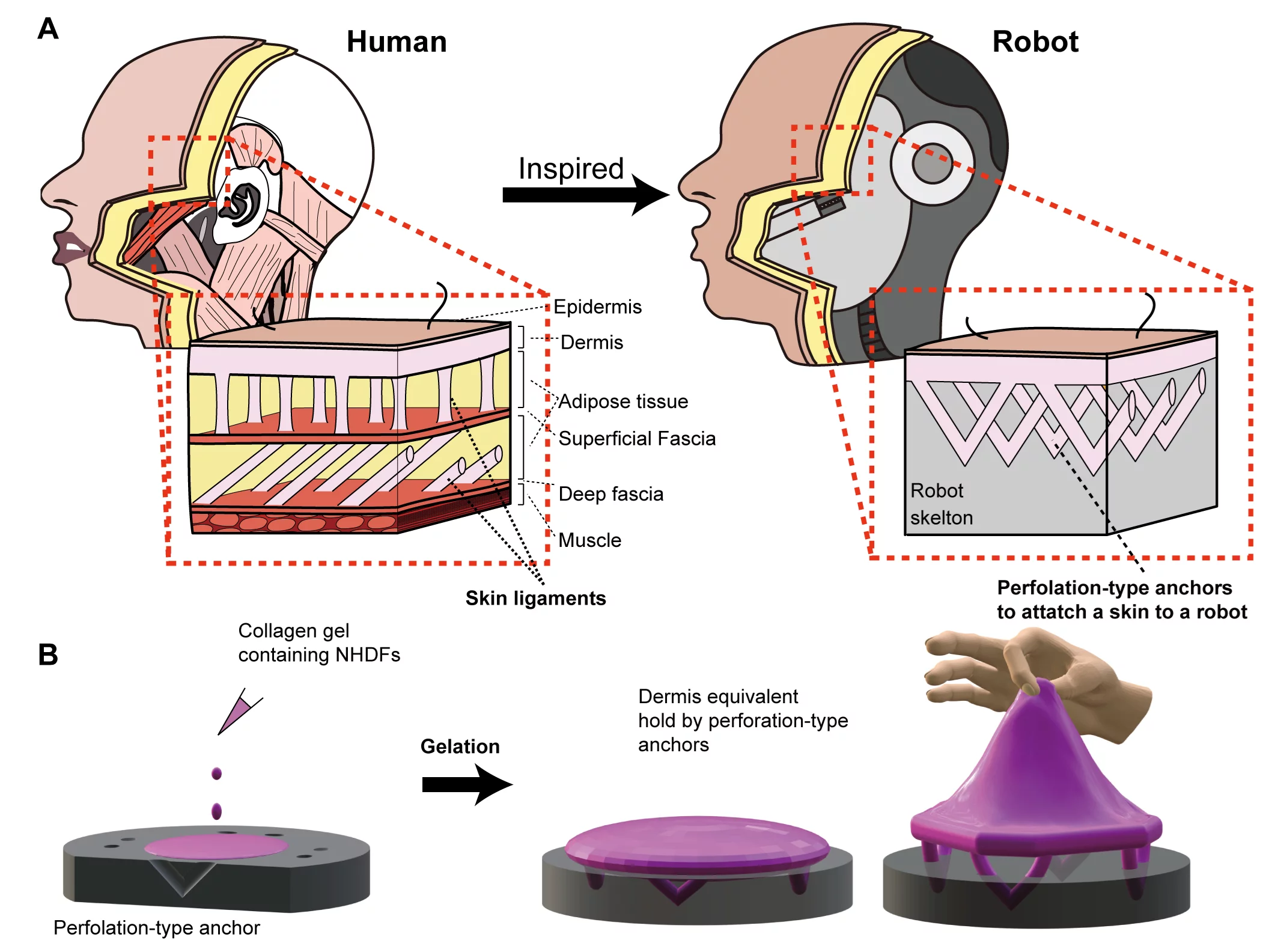 This diagram illustrates the parallels between natural skin ligaments and the V-shaped perforations