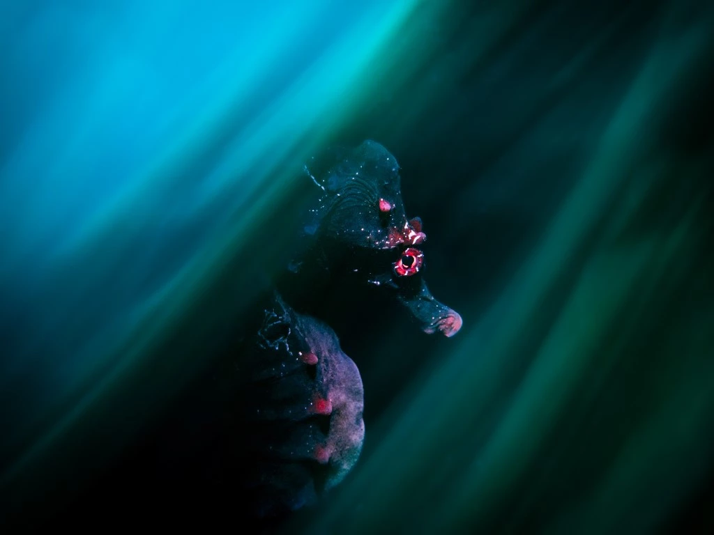 Daniel Sly - Potbellied Seahorse