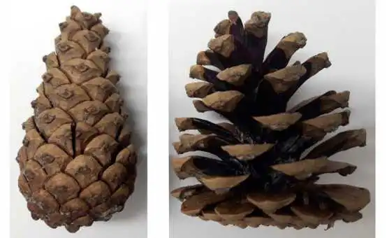 ETH Zurich's new sunshade system was inspired by the humble pine cone, which keeps its scales closed up (left) when it's humid and opens them up when it's dry (right)